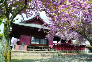 八重桜の美しい住吉神社