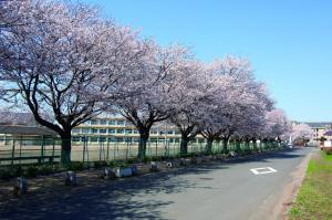 桜の城西小学校