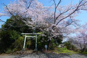 松木合古墳群と桜