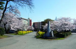 松林と桜の結城中学校