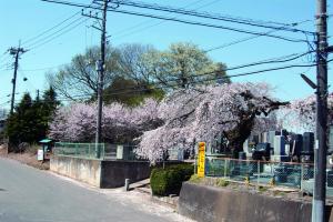 林古墳群としだれ桜