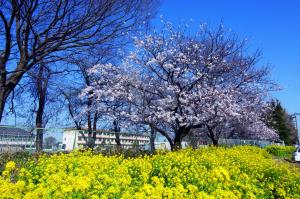 山川小学校と周辺の桜