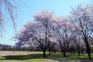 日本花の会の桜