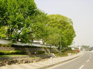 FC_築地塀街道1