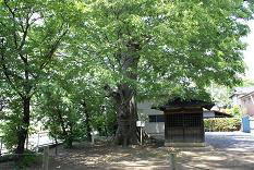大桑神社の欅