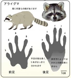 野生のアライグマにご注意ください 結城市公式ホームページ