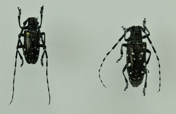 anoplophora_glabripennis_1