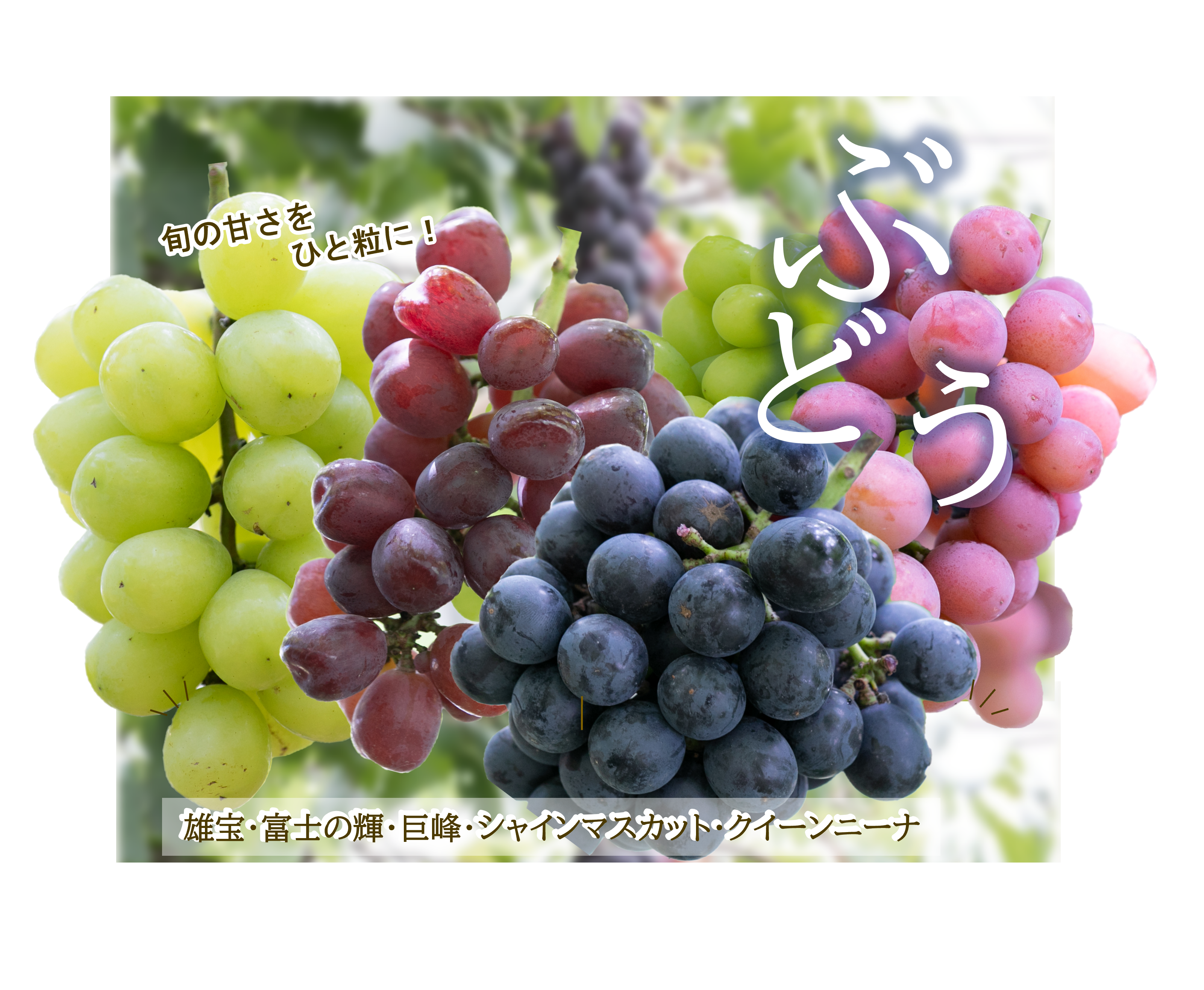 ぶどう